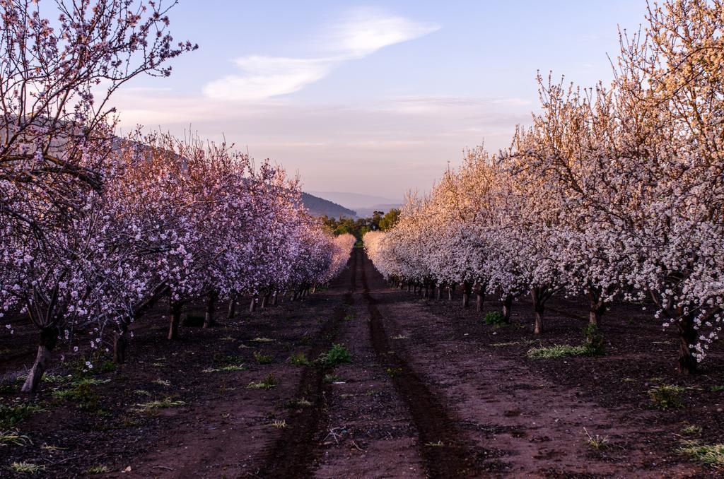 Galilee Best Location Konuk evi 'En Dor Dış mekan fotoğraf