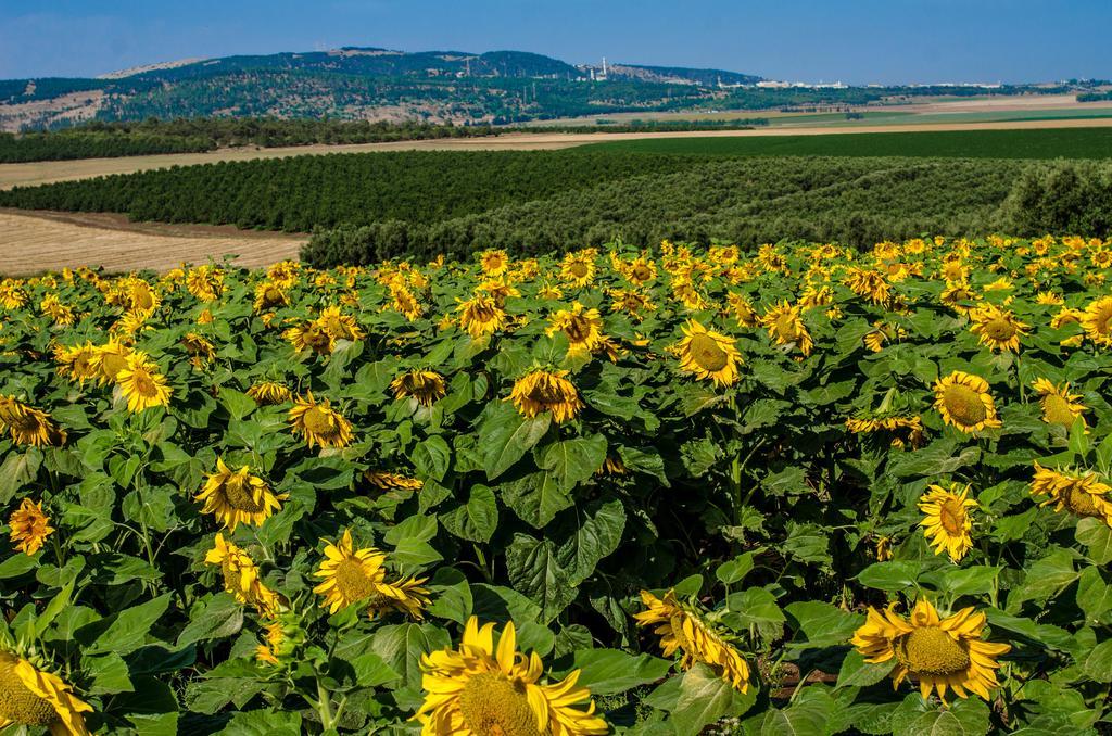 Galilee Best Location Konuk evi 'En Dor Dış mekan fotoğraf